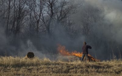 Riet verbranden in Weerribben