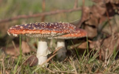 Paddenstoelen