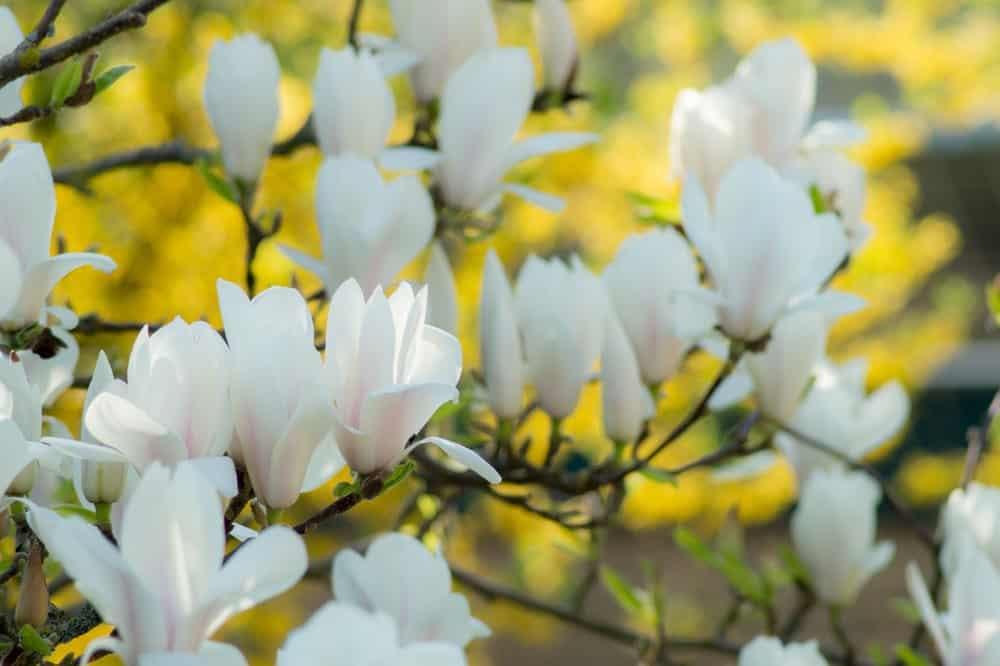 Magnolia, voorjaarsbloem
