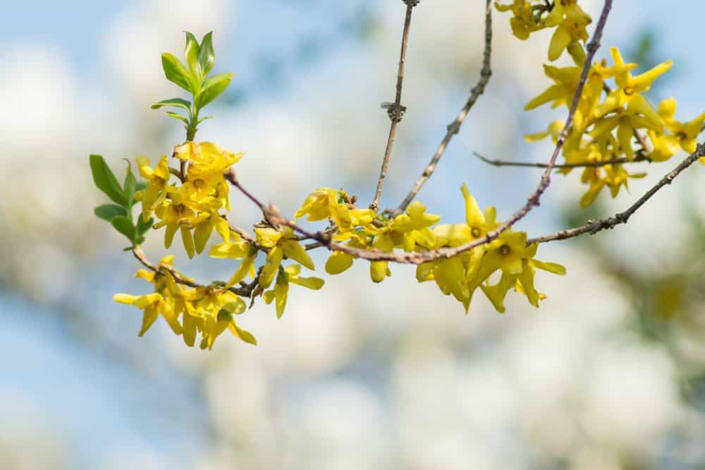 Gele voorjaarsbloemen