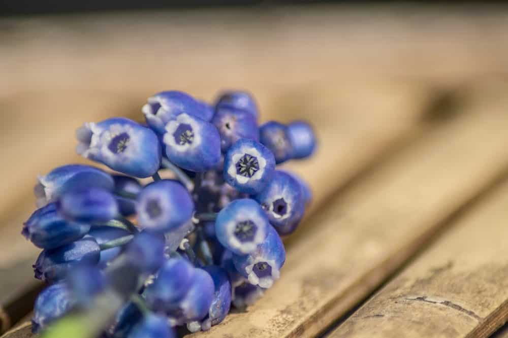Blauwe druifjes van dichtbij