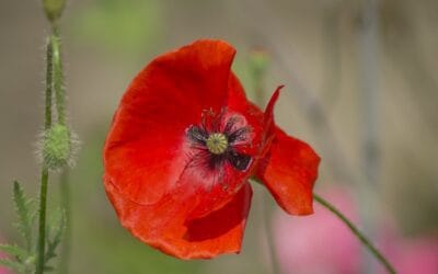 Bloemen
