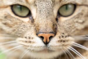 Kat - Scherpe neus en hypnotiserende blik